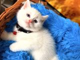 British Shorthair Dişi Erkek Beyaz Bebekler