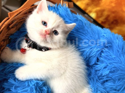 British Shorthair Dişi Erkek Beyaz Bebekler görsel
