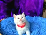 British Shorthair Dişi Erkek Beyaz Bebekler