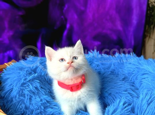British Shorthair Dişi Erkek Beyaz Bebekler görsel