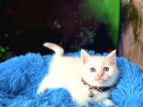 British Shorthair Dişi Erkek Beyaz Bebekler