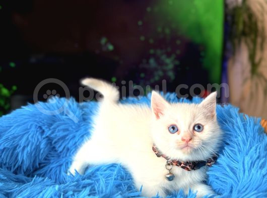 British Shorthair Dişi Erkek Beyaz Bebekler görsel