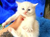 British Shorthair Dişi Erkek Beyaz Bebekler