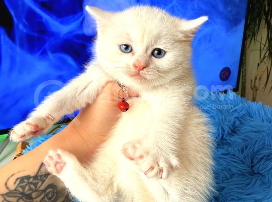British Shorthair Dişi Erkek Beyaz Bebekler görsel