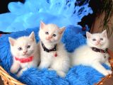 British shorthair Dişi Erkek Beyaz Bebekler