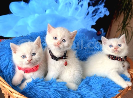 British Shorthair Dişi Erkek Beyaz Bebekler
