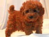 Teacup 2 Kg Garanti̇si̇ Altinda Kirmizi Red Tooy Poodle