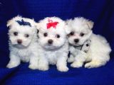 Maltesse terrier cinsi mini Boy Puppy Kar beyaz