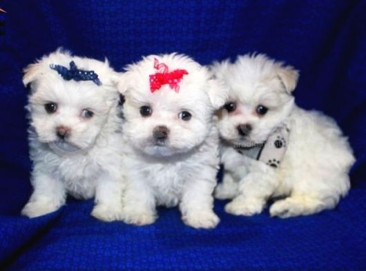 Maltesse Terrier Cinsi Mini Boy Puppy Kar Beyaz