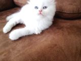 BRİTİSH YAVRULAR EFSANE KALİTEDE SAF IRK VONALP PET GARANTISIYLE
