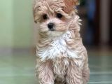Kahve tonlu mini boy puppy sevimli  MALTİPO CİNSİ