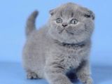 Kulaksız Gri Scottish Fold