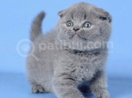 Kulaksız Gri Scottish Fold görsel