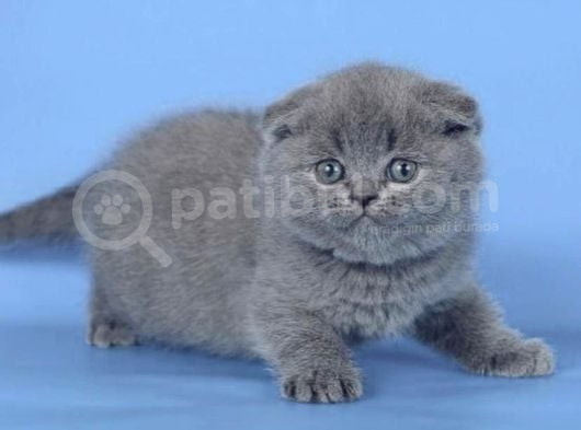 Kulaksız Gri Scottish Fold görsel