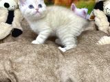 VONALP PET GARANTİSİYLE ŞİRİN BRİTİSH SHORTHAİR YAVRULARIMIZ