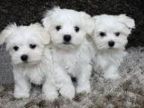 Maltesse terrier cinsi mini Boy Puppy Kar beyaz