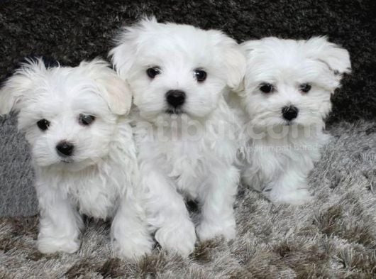 Maltesse Terrier Cinsi Mini Boy Puppy Kar Beyaz