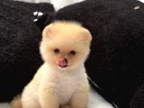 Erkek Pomerian Boo Yavrumuz