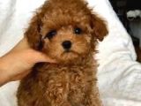 Kıpkırmızı Red Tooy Poodle Sevimli Yavrular