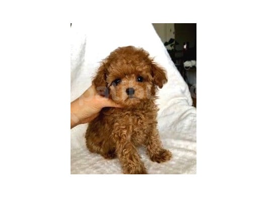 Kıpkırmızı Red Tooy Poodle Sevimli Yavrular görsel