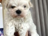 TEA CUP KORE MALTESE TERRİER YAVRULARIMIZ