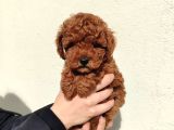 Kilo Ve Boy Garantili Poodle Yavrularım