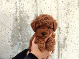 Kilo Ve Boy Garantili Poodle Yavrularım