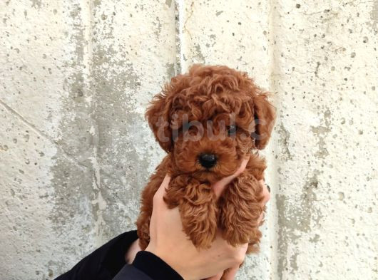Kilo Ve Boy Garantili Poodle Yavrularım görsel