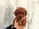 Kilo Ve Boy Garantili Poodle Yavrularım