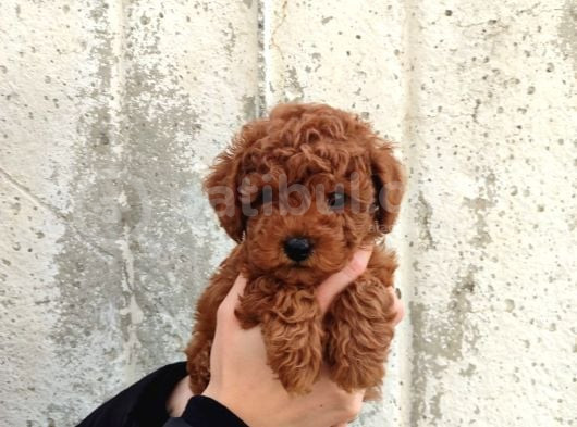 Kilo Ve Boy Garantili Poodle Yavrularım görsel