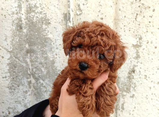 Kilo Ve Boy Garantili Poodle Yavrularım
