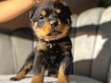 Irk Güzeli Iri Rottweiler Dişi Yavrular