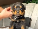 Irk Güzeli Iri Rottweiler Dişi Yavrular