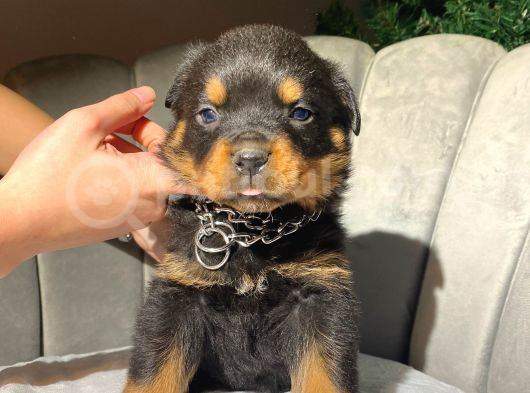 Irk Güzeli Iri Rottweiler Dişi Yavrular görsel