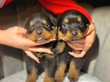 Irk Güzeli Iri Rottweiler Dişi Yavrular