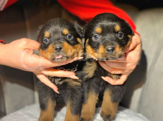 Irk Güzeli Iri Rottweiler Dişi Yavrular görsel
