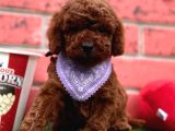 Orji̇nal Redbrown Toy Poodle Bebekleri̇mi̇z