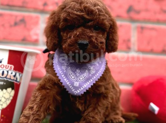 Orji̇nal Redbrown Toy Poodle Bebekleri̇mi̇z görsel