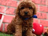 ORJİNAL REDBROWN TOY POODLE BEBEKLERİMİZ