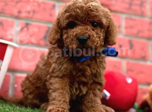 Orji̇nal Redbrown Toy Poodle Bebekleri̇mi̇z