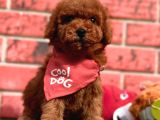 Orji̇nal Redbrown Toy Poodle Bebekleri̇mi̇z