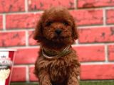 Orji̇nal Redbrown Toy Poodle Bebekleri̇mi̇z