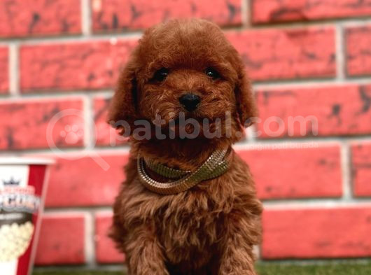 Orji̇nal Redbrown Toy Poodle Bebekleri̇mi̇z görsel