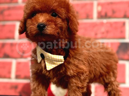Orji̇nal Redbrown Toy Poodle Bebekleri̇mi̇z görsel