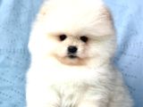 Bi̇ri̇nci̇ Sinif Pomerani̇an Boo Bebekleri̇mi̇z