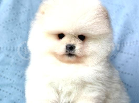 Bi̇ri̇nci̇ Sinif Pomerani̇an Boo Bebekleri̇mi̇z görsel