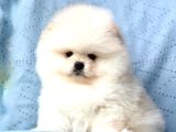 BİRİNCİ SINIF POMERANİAN BOO BEBEKLERİMİZ
