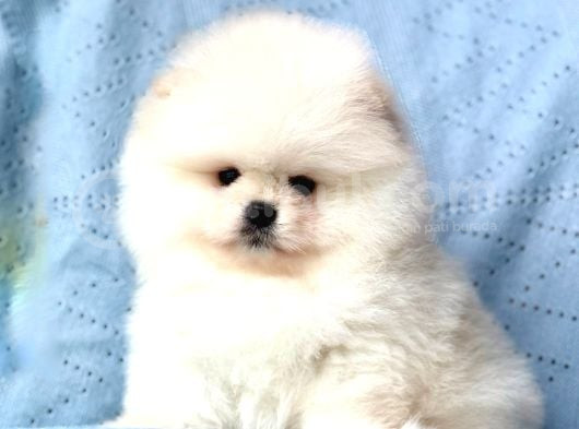 Bi̇ri̇nci̇ Sinif Pomerani̇an Boo Bebekleri̇mi̇z