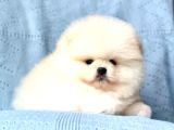 Bi̇ri̇nci̇ Sinif Pomerani̇an Boo Bebekleri̇mi̇z