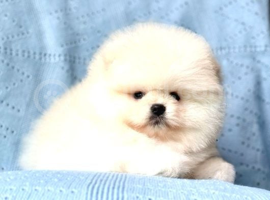 Bi̇ri̇nci̇ Sinif Pomerani̇an Boo Bebekleri̇mi̇z görsel